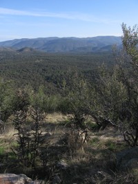 Gila_national_forest