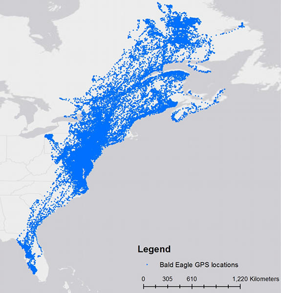 GPS tracking map of bald eagles