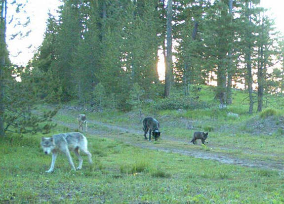 Trail camera GPS tracking of wolves